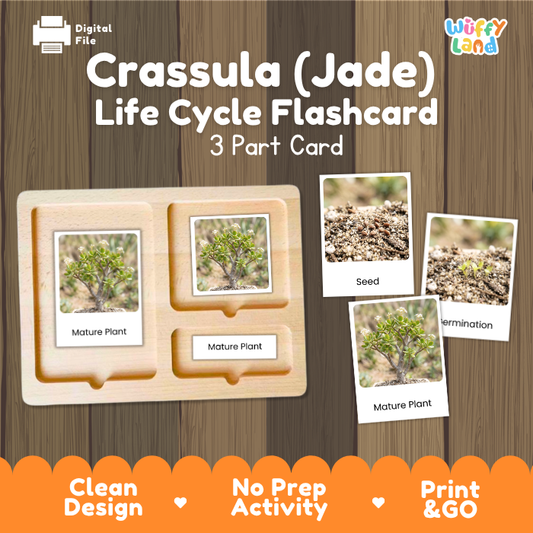 Montessori three part cards featuring real photographic images of crassula jade succulent growth stages and blooming mature plants displayed on a wooden tray