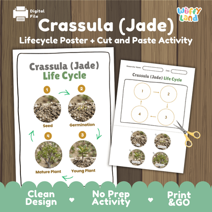 Crassula Jade Plant Life Cycle Poster and Cut and Paste Worksheet Activity