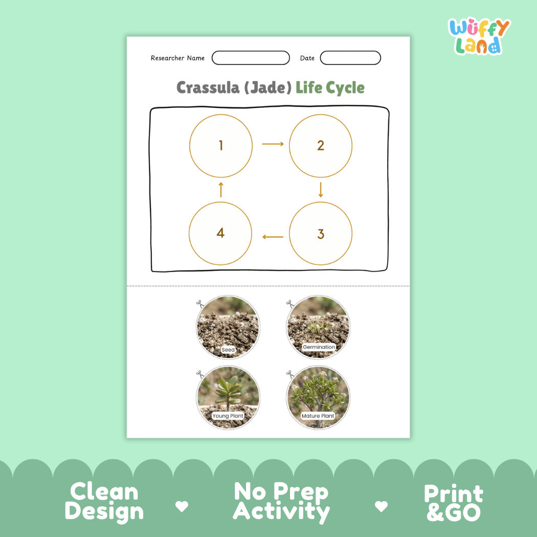 Crassula Jade Plant Life Cycle Poster and Cut and Paste Worksheet Activity