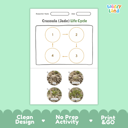 Crassula Jade Plant Life Cycle Poster and Cut and Paste Worksheet Activity