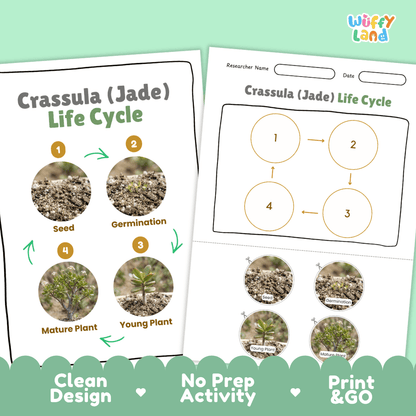Crassula Jade Plant Life Cycle Poster and Cut and Paste Worksheet Activity