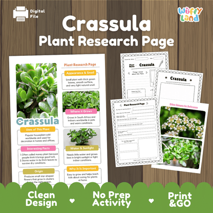 A digital product preview for a 'Crassula Plant Research Page' by Wiffly Land, showing printable educational worksheets and a poster on a wood-grain background with green banners at the bottom.
