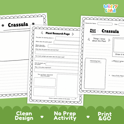 Three printable worksheet pages for a plant research project titled 'Crassula' are shown on a green background with marketing text at the bottom. The pages are white with black text and border outlines, and the brand logo 'Wiffly Land' appears in the top right.