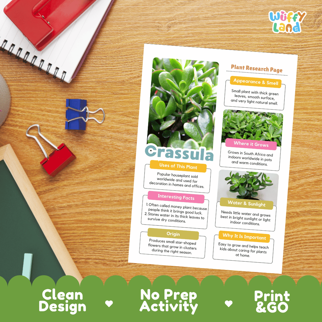 Crassula Plant Research Pages and Worksheets