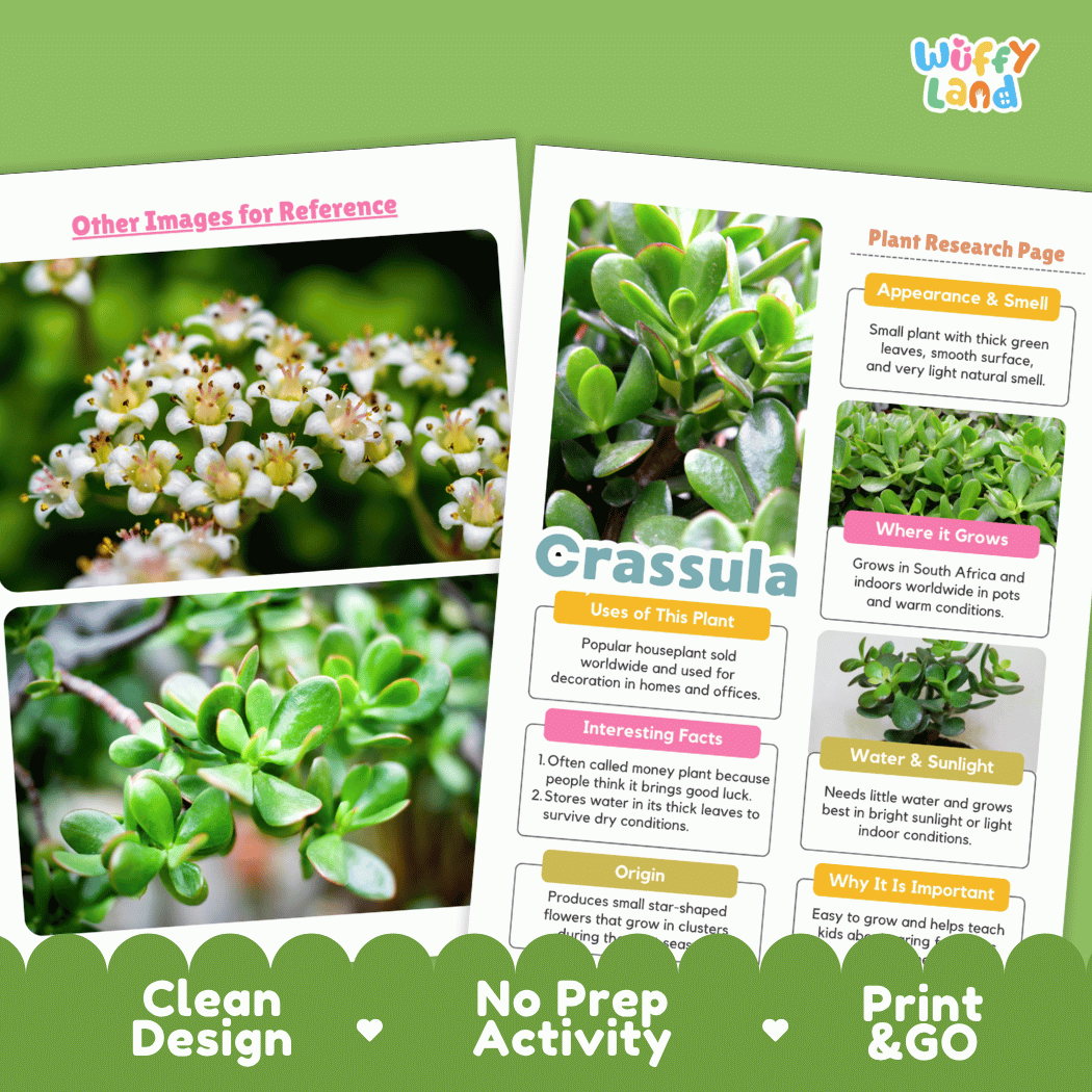 Crassula Plant Research Pages and Worksheets