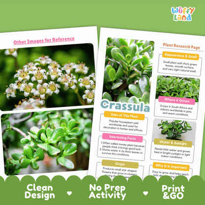 Crassula Plant Research Pages and Worksheets