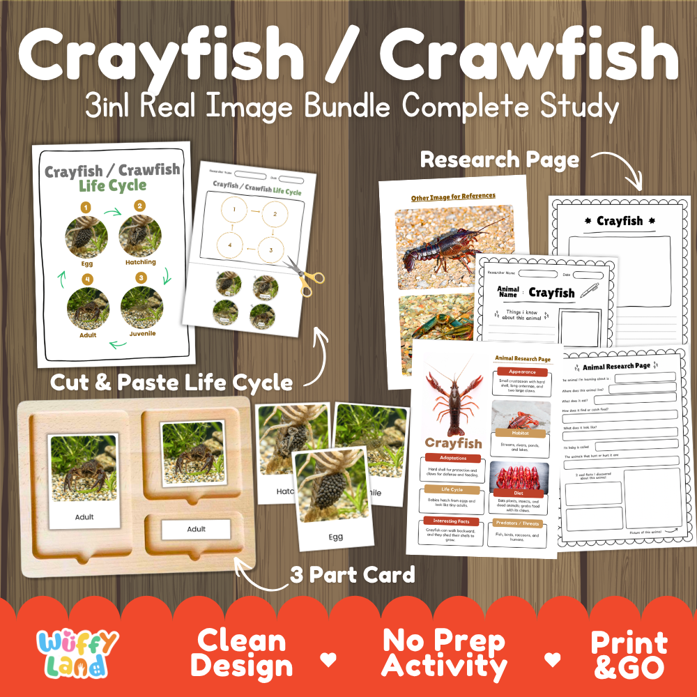 Crayfish crawfish 3-in-1 real image bundle complete study cover showing cut and paste life cycle, 3 part cards, and research pages