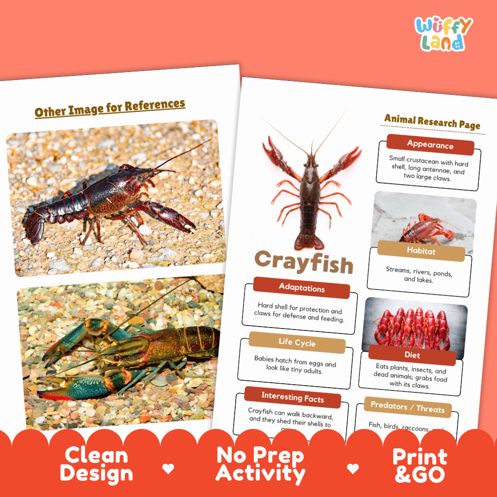 Crayfish Animal Research Page Worksheets