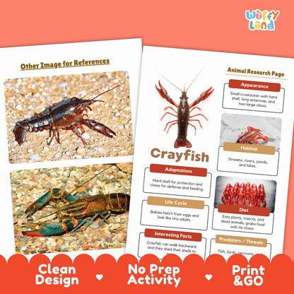 Crayfish Animal Research Page Worksheets