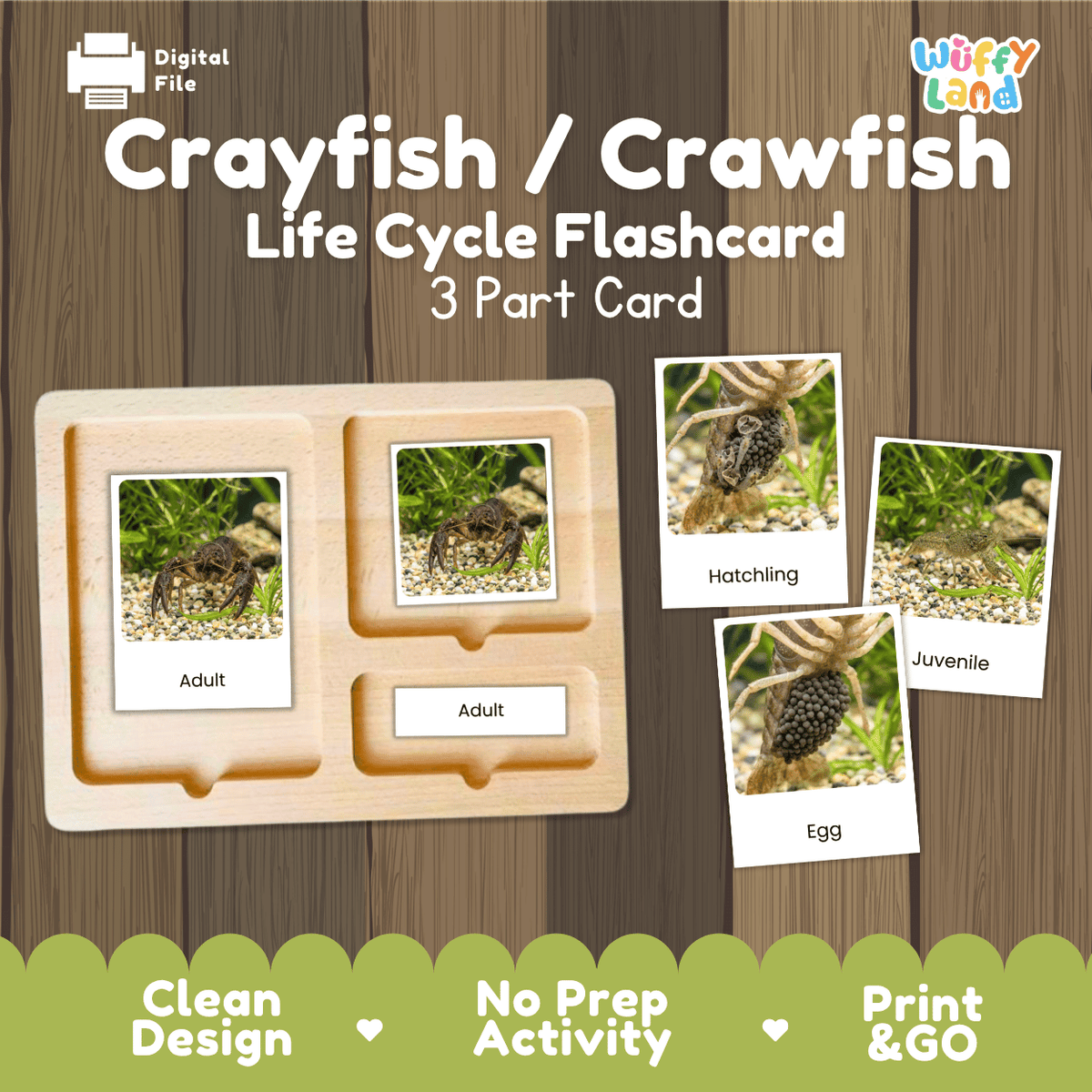 Crayfish Crawfish Life Cycle Flashcards | Montessori 3 Part Cards Science Activity