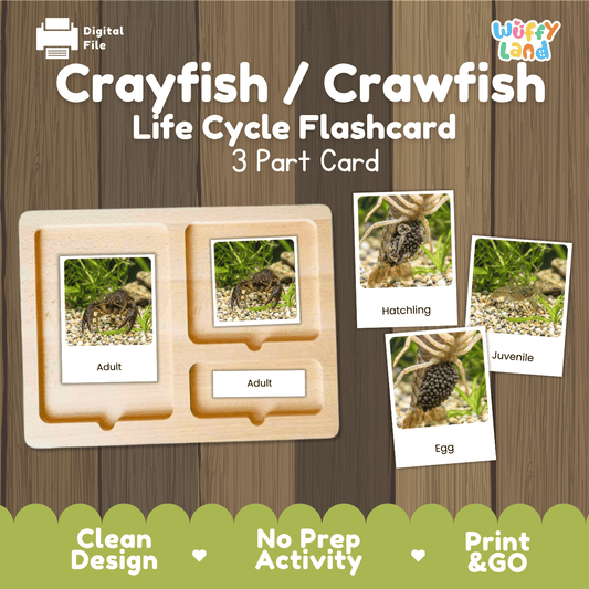 Montessori 3-part photo cards for crayfish life cycle shown on wooden tray paired with animal research report worksheets and reference photo page