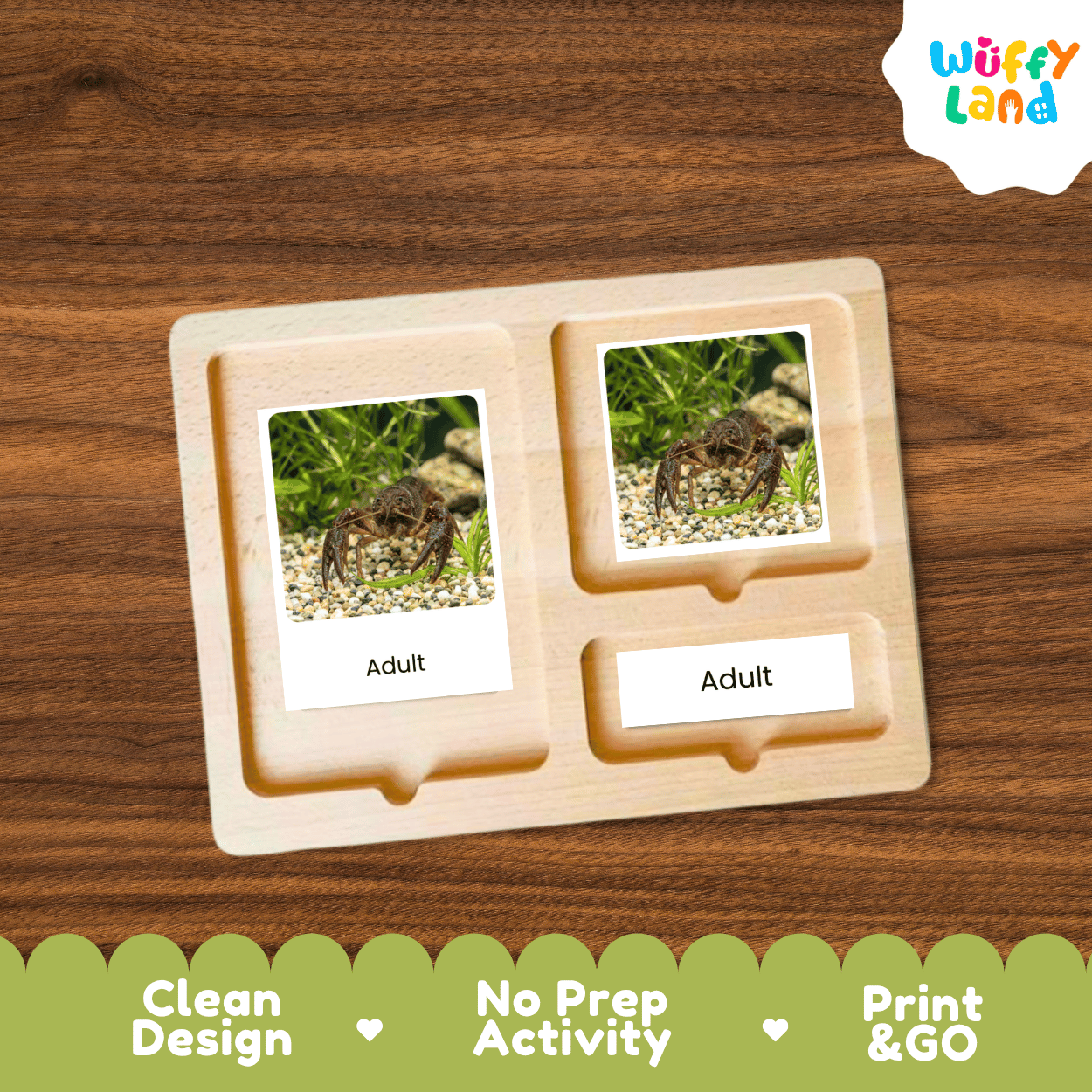Crayfish Crawfish Life Cycle Flashcards | Montessori 3 Part Cards Science Activity