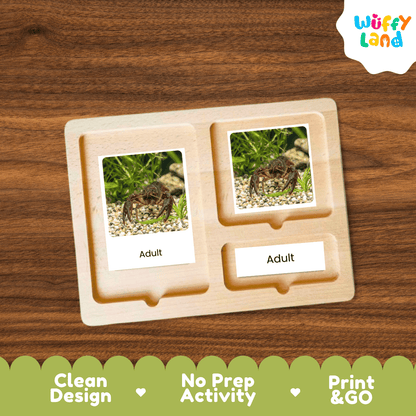 Crayfish Crawfish Life Cycle Flashcards | Montessori 3 Part Cards Science Activity