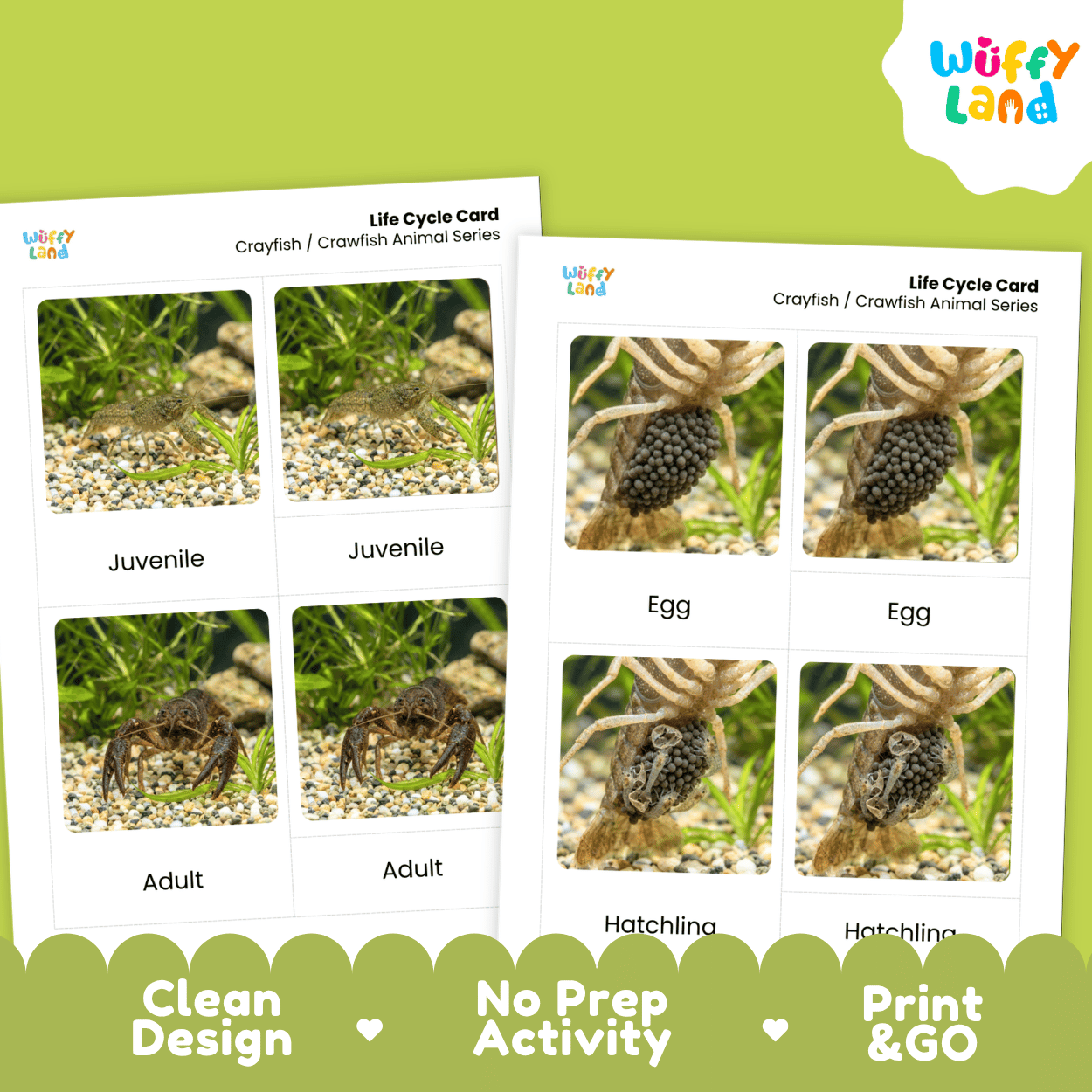 Crayfish Crawfish Life Cycle Flashcards | Montessori 3 Part Cards Science Activity