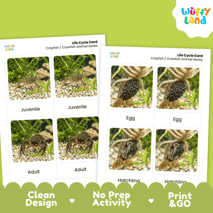 Crayfish Crawfish Life Cycle Flashcards | Montessori 3 Part Cards Science Activity