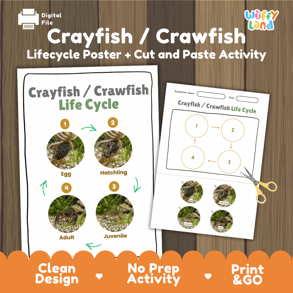 Crayfish / Crawfish Life Cycle Poster and Cut and Paste Worksheet Activity