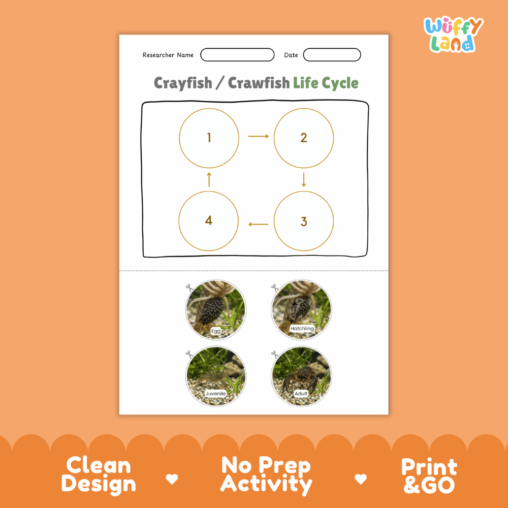 Crayfish / Crawfish Life Cycle Poster and Cut and Paste Worksheet Activity