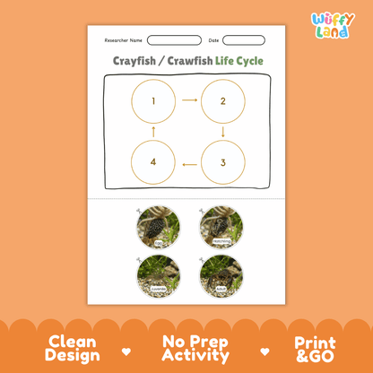 Crayfish / Crawfish Life Cycle Poster and Cut and Paste Worksheet Activity