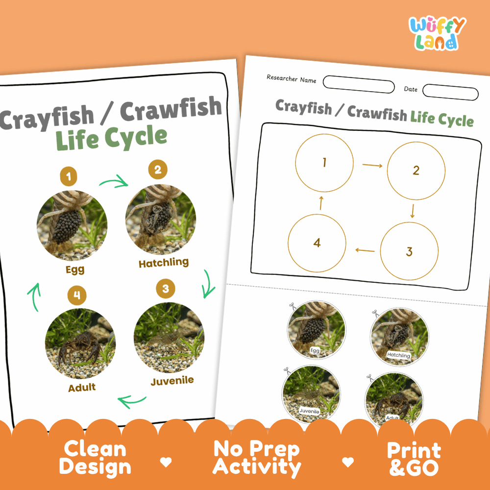 Crayfish / Crawfish Life Cycle Poster and Cut and Paste Worksheet Activity