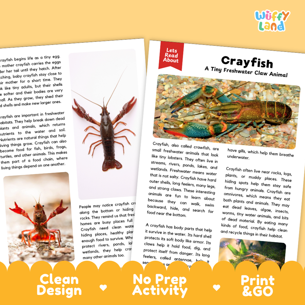 Activity book pages for a crayfish educational activity, featuring text, a small crayfish photo, and a 'Let's Read About Crayfish' header, with a yellow 'Print & Go' banner at the bottom.