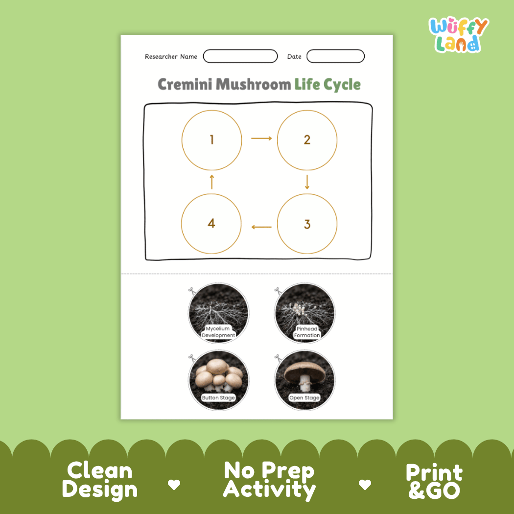 Educational reference poster showing four realistic photo stages of a cremini mushroom life cycle including spores, pinhead, young mushroom, and mature cremini