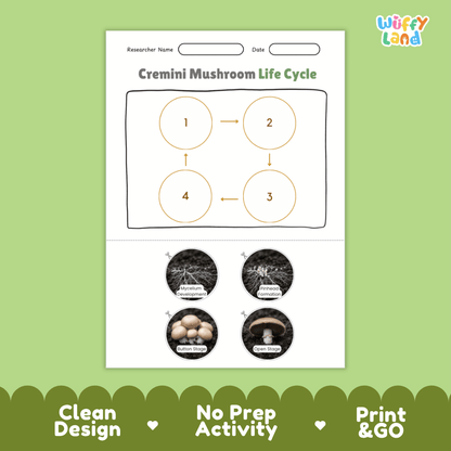 Educational reference poster showing four realistic photo stages of a cremini mushroom life cycle including spores, pinhead, young mushroom, and mature cremini