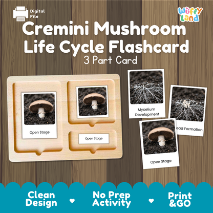 Cremini Mushroom Life Cycle Flashcard set by Wiffy Land, featuring a 3-part wooden card tray and four removable photo cards showing mushroom growth stages, displayed on a wood-grain background with promotional text.