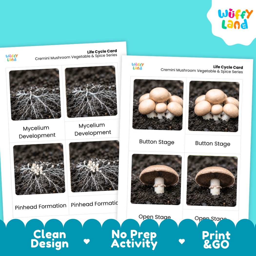 Two printed mushroom life cycle cards shown on a bright turquoise background. The cards show labeled photos of mushroom growth stages: mycelium development, button stage, pinhead formation, and open stage.