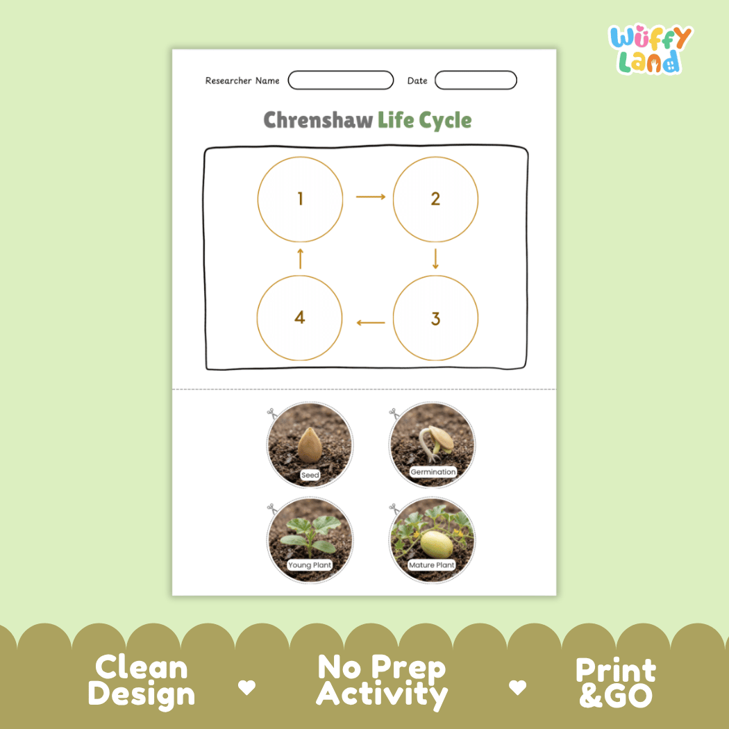 Educational reference chart poster showing the 4 stages of the Crenshaw melon life cycle from seed and germination to young seedling and mature vine