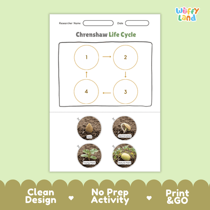 Educational reference chart poster showing the 4 stages of the Crenshaw melon life cycle from seed and germination to young seedling and mature vine