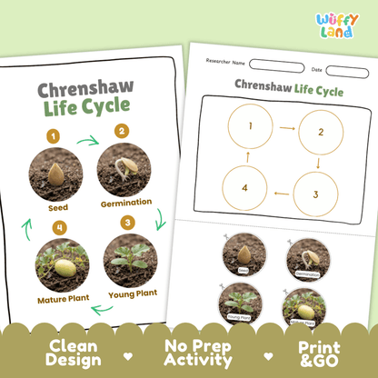 Print and go digital PDF plant science activity featuring clean design layout, researcher name line, and zero prep classroom format