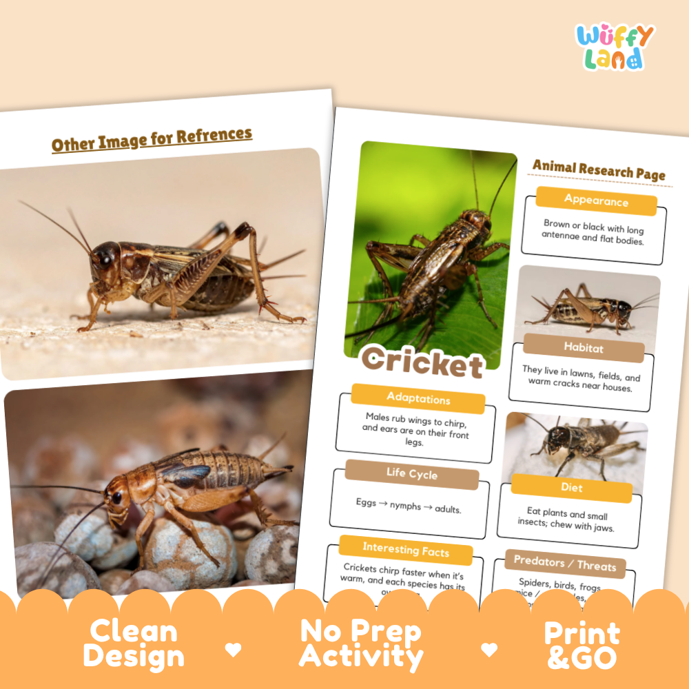 Cricket Animal Research Page Worksheets