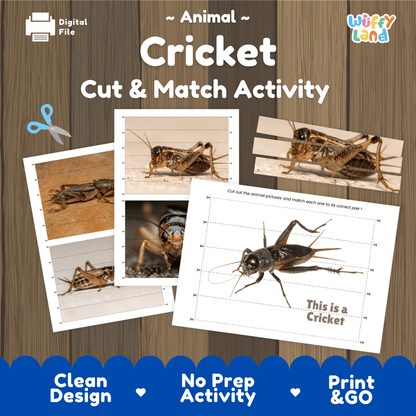Cricket Cut and Match Activity Printables Worksheets