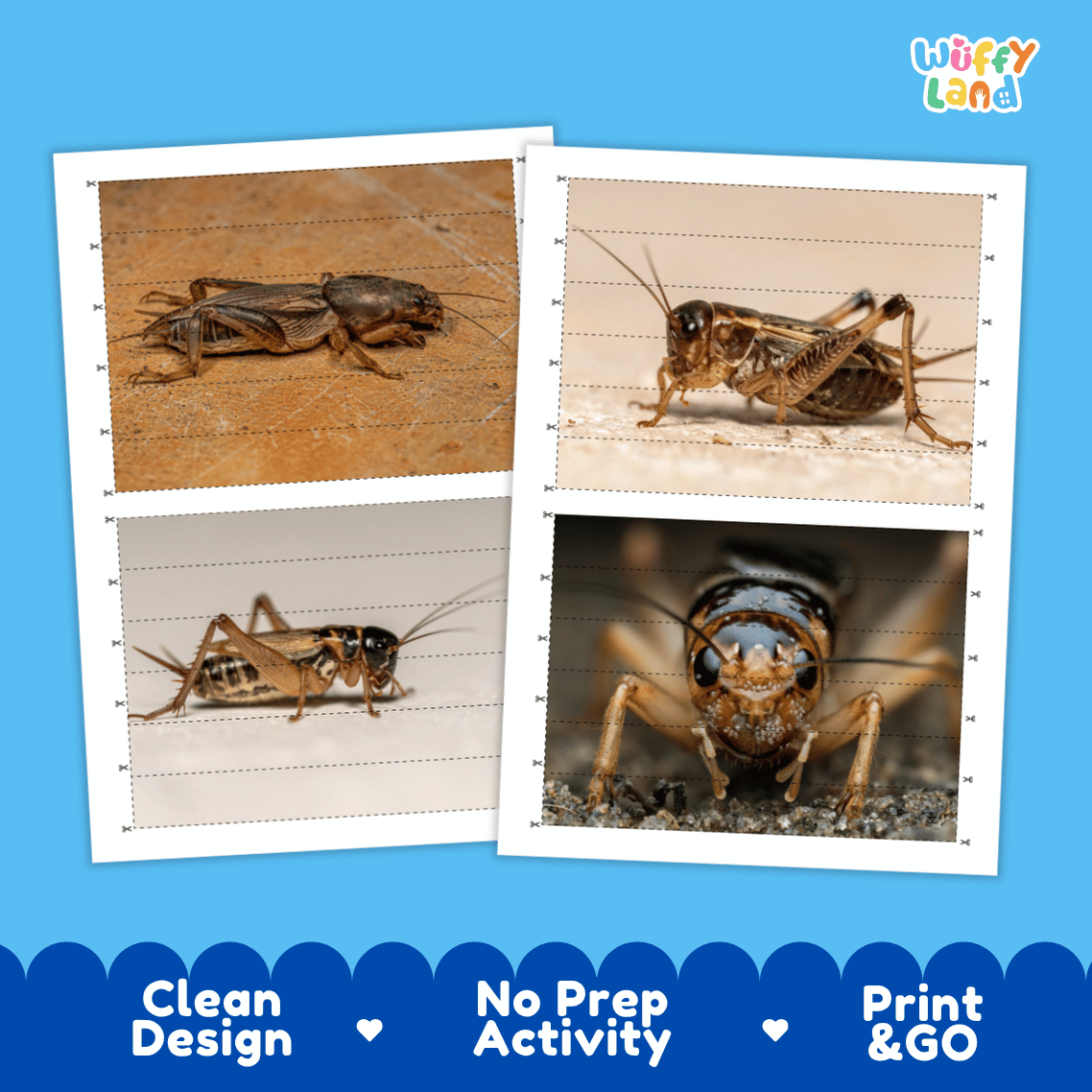 Cricket Cut and Match Activity Printables Worksheets