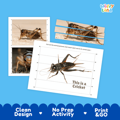 Cricket Cut and Match Activity Printables Worksheets