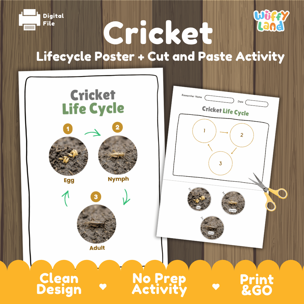 Cricket Life Cycle Poster and Cut and Paste Activity Worksheets