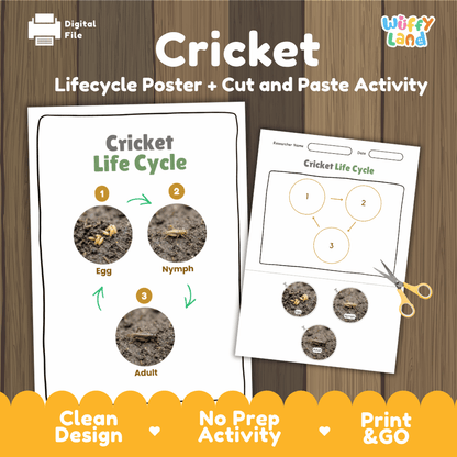 Cricket Life Cycle Poster and Cut and Paste Activity Worksheets