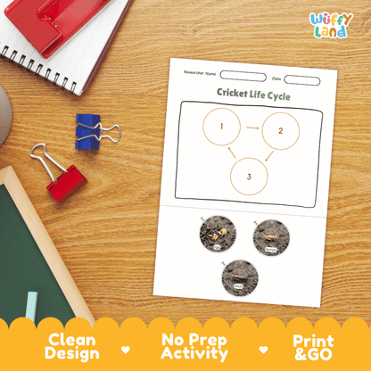 Cricket Life Cycle Poster and Cut and Paste Activity Worksheets