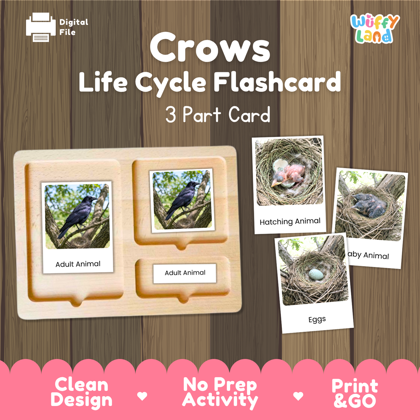 Crows Life Cycle Flashcard set by Wiffy Land, featuring a 3-part wooden card tray with images of adult crows and flashcards showing hatching animal, baby animal, and eggs, set against a wood panel background.