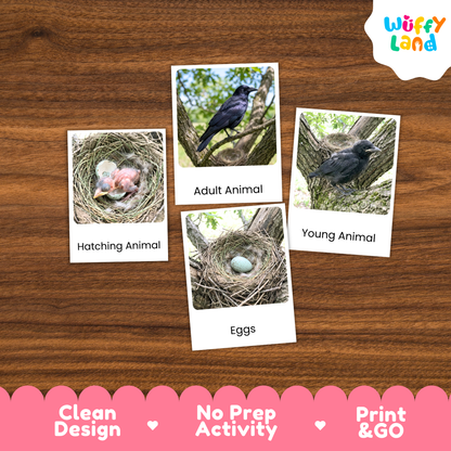 Crow Life Cycle Flashcards | 3 Part Cards Biology Activity