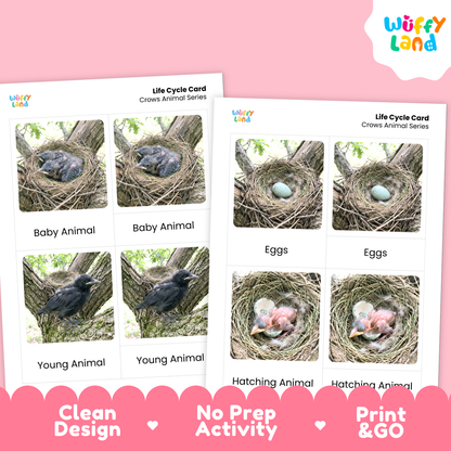 Two printable activity cards for crows shown on a pink background. The cards feature labeled photos of crow life-cycle stages: Baby Animal, Eggs, Young Animal, Hatching Animal.
