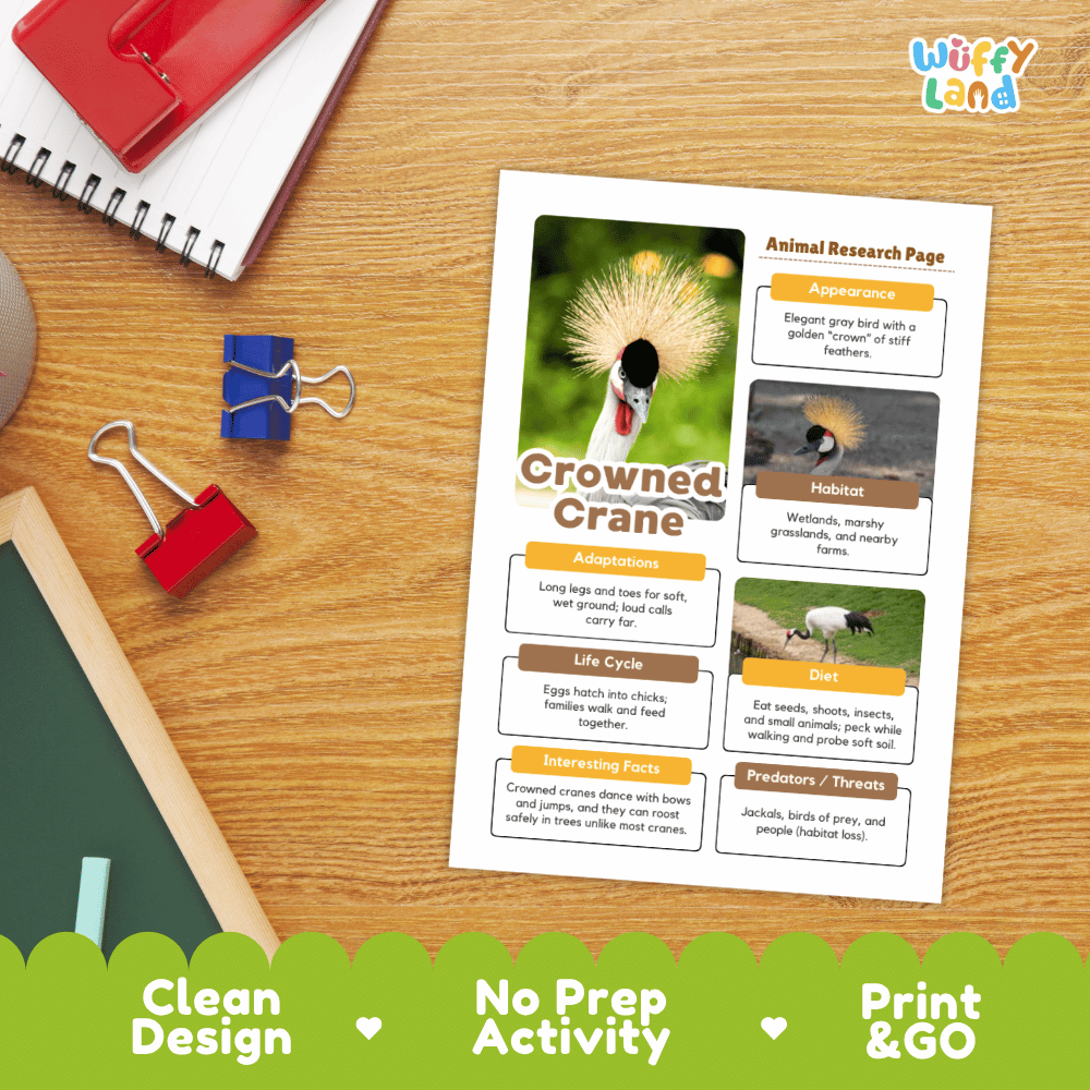 An educational printout activity sheet titled 'Crowned Crane Animal Research Page' displayed on a wooden desk with school supplies. The sheet features a colorful timeline of a crowned crane's life with images and text.