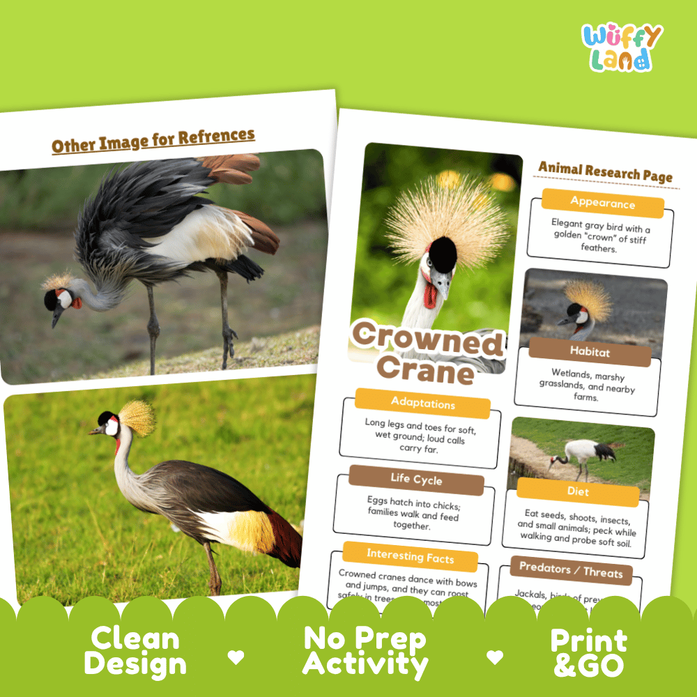 Two printed reference cards about a crowned crane are shown on a bright green background with marketing text reading 'Other Image for References,' 'Animal Research Page,' 'Clean Design,' 'No Prep Activity,' and 'Print & GO.' The cards contain photos of the bird and informational text panels.