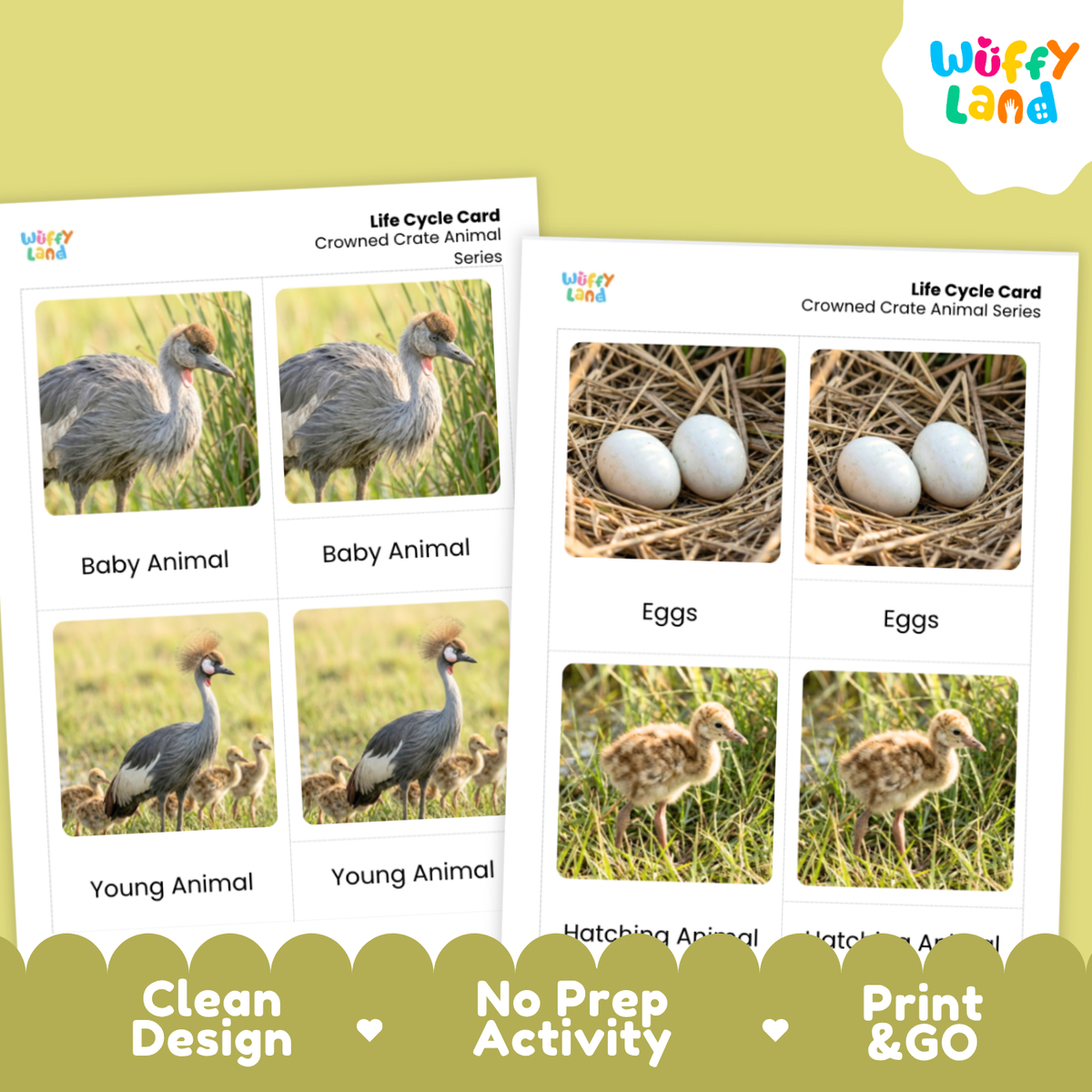Crowned Crane Life Cycle Flashcard 3 Part Card Worksheets