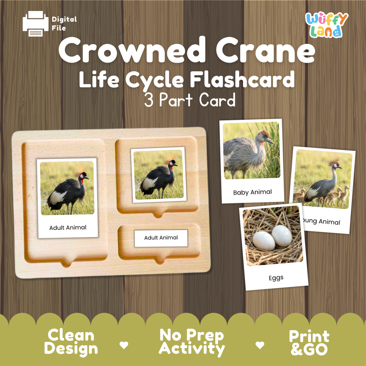 Crowned Crane Life Cycle Flashcard 3 Part Card Worksheets