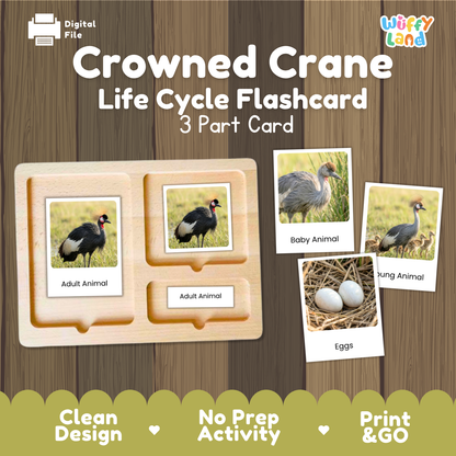Crowned Crane Life Cycle Flashcard 3 Part Card Worksheets