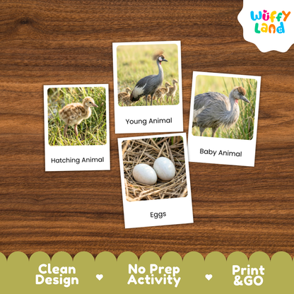 Crowned Crane Life Cycle Flashcard 3 Part Card Worksheets