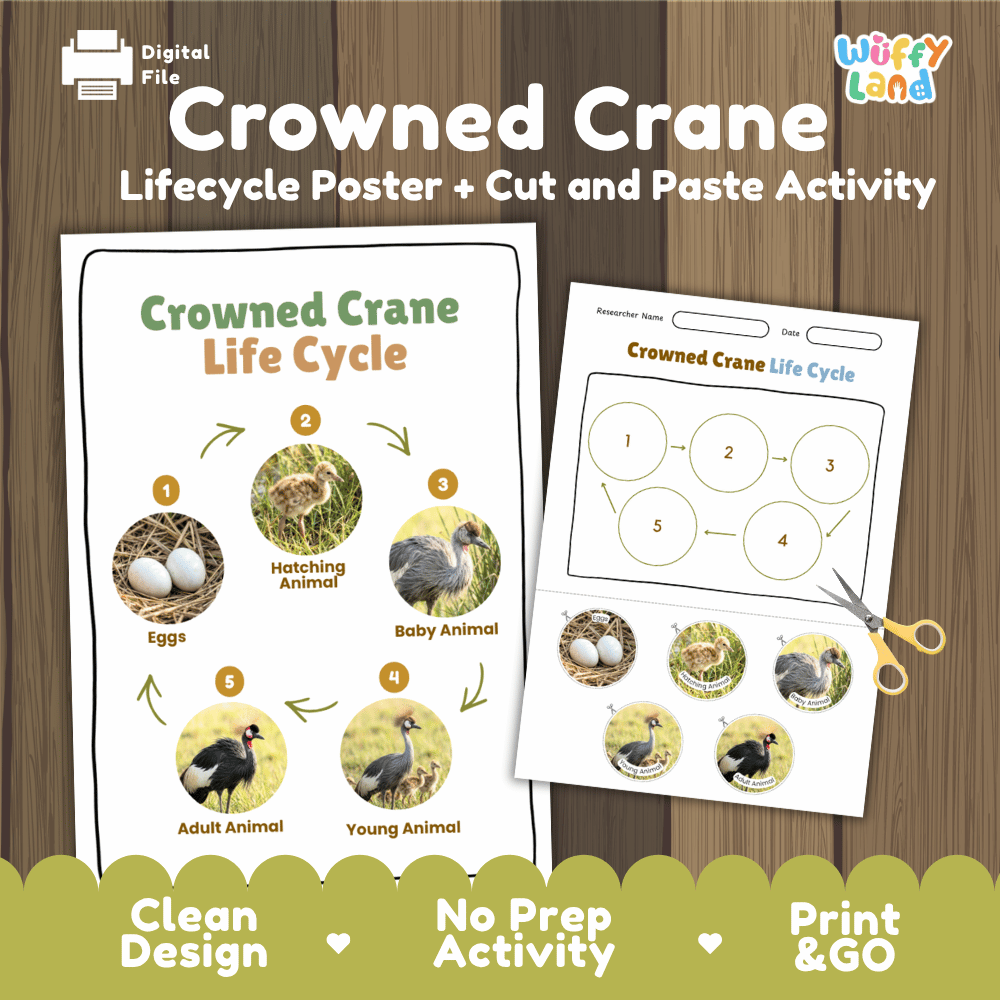 Crowned Crane Life Cycle Poster and Cut and Paste Activity Worksheets