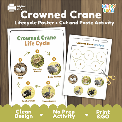 Crowned Crane Life Cycle Poster and Cut and Paste Activity Worksheets