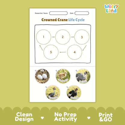 Crowned Crane Life Cycle Poster and Cut and Paste Activity Worksheets